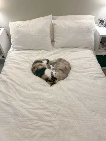 Минута отдыха Забавные способности котиков, которые живут по своим правилам Животные Минута отдыха Забавные способности котиков, которые живут по своим правилам Животные