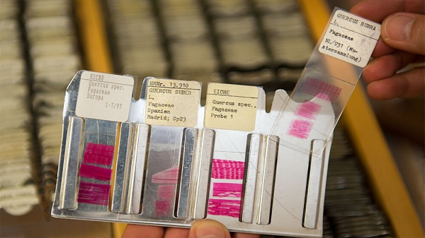 Минута отдыха Ксилотека - уникальное собрание деревянных книг Интересное Минута отдыха Ксилотека - уникальное собрание деревянных книг Интересное