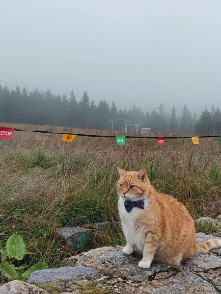 Минута отдыха Забавные способности котиков, которые живут по своим правилам Животные Минута отдыха Забавные способности котиков, которые живут по своим правилам Животные