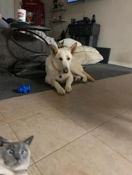 Минута отдыха Смешные «фотобомбы», где питомцы случайно украли весь кадр Животные 