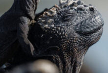 Минута отдыха Приятные снимки разных забавных и милых животных Животные 