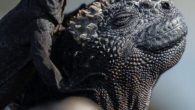 Минута отдыха Приятные снимки разных забавных и милых животных Животные 