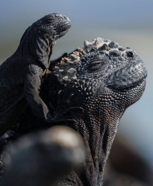 Минута отдыха Приятные снимки разных забавных и милых животных Животные 