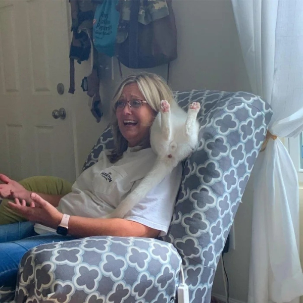 Минута отдыха Невозмутимая дерзость домашних животных, показывающих, кто главный Животные 