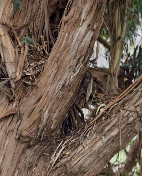 Минута отдыха Приятные снимки разных забавных и милых животных Животные 