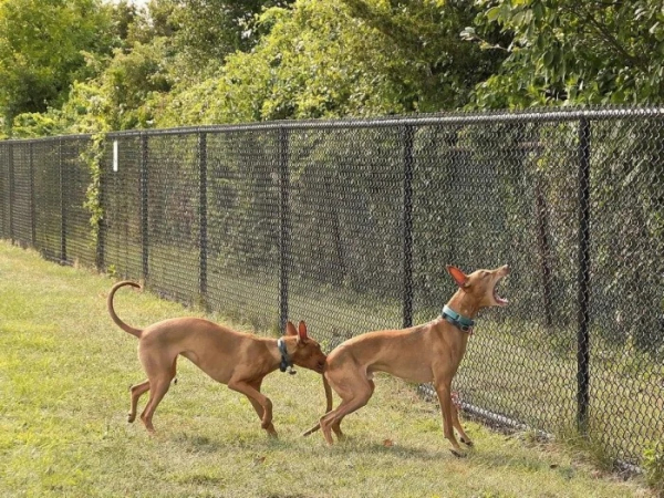 Минута отдыха Невозмутимая дерзость домашних животных, показывающих, кто главный Животные 