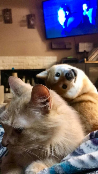 Минута отдыха Смешные «фотобомбы», где питомцы случайно украли весь кадр Животные 