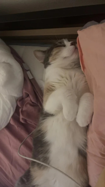 Минута отдыха Забавные способности котиков, которые живут по своим правилам Животные Минута отдыха Забавные способности котиков, которые живут по своим правилам Животные