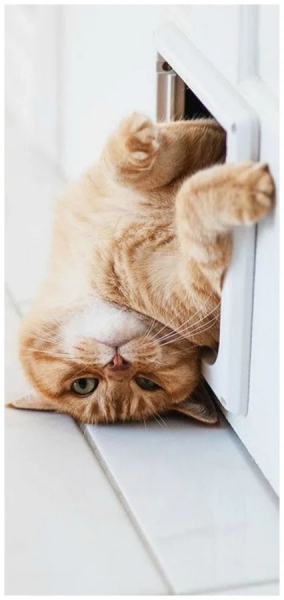 Минута отдыха Необычные и смешные сцены с котиками, которые будто сломали систему Животные 