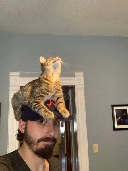 Минута отдыха Невозмутимая дерзость домашних животных, показывающих, кто главный Животные 