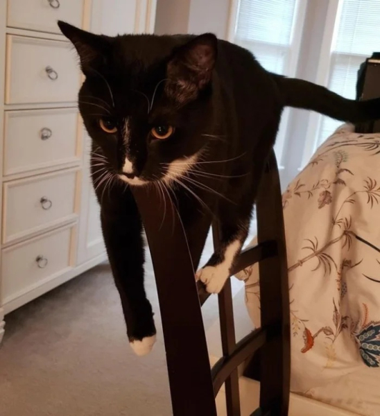 Минута отдыха Необычные и смешные сцены с котиками, которые будто сломали систему Животные 