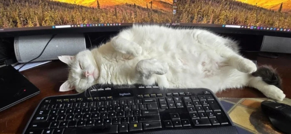 Минута отдыха Забавные способности котиков, которые живут по своим правилам Животные Минута отдыха Забавные способности котиков, которые живут по своим правилам Животные