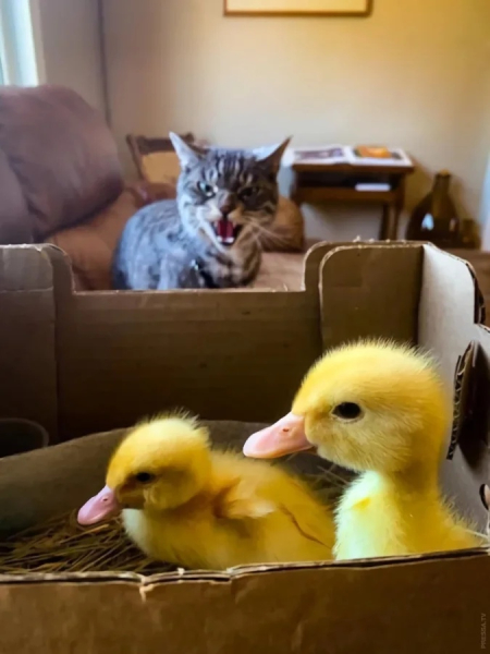 Минута отдыха Уморительные моменты, когда животные неожиданно становятся звездами комедии Животные 