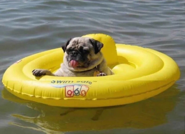 Минута отдыха Уморительные моменты, когда животные неожиданно становятся звездами комедии Животные 