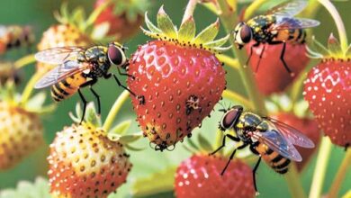 Минута отдыха Готовимся защищаться от муравьёв, мух и комаров Сад огород 