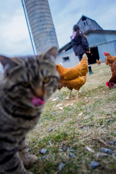 Минута отдыха Смешные «фотобомбы», где питомцы случайно украли весь кадр Животные 