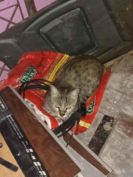 Минута отдыха Забавные способности котиков, которые живут по своим правилам Животные Минута отдыха Забавные способности котиков, которые живут по своим правилам Животные