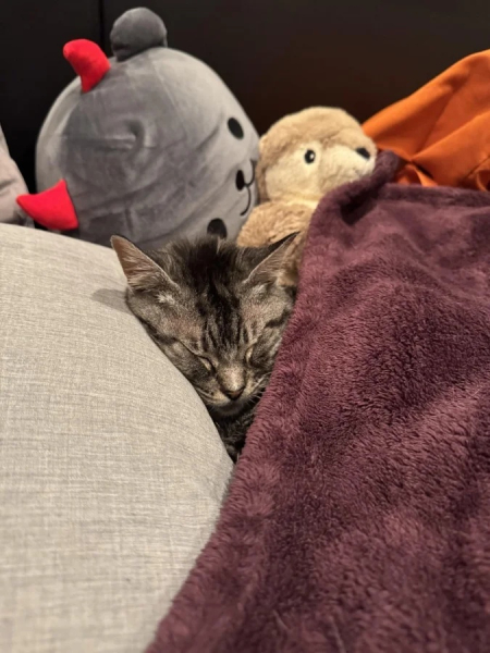 Минута отдыха Забавные способности котиков, которые живут по своим правилам Животные Минута отдыха Забавные способности котиков, которые живут по своим правилам Животные