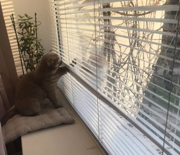 Минута отдыха Забавные способности котиков, которые живут по своим правилам Животные Минута отдыха Забавные способности котиков, которые живут по своим правилам Животные