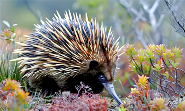 Минута отдыха Для чего ехидна пускает из носа пузыри? Интересное Минута отдыха Для чего ехидна пускает из носа пузыри? Интересное