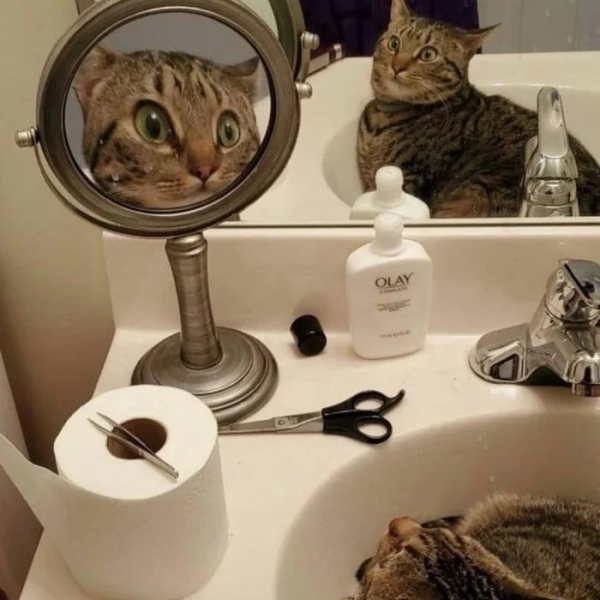 Минута отдыха Уморительные моменты, когда животные неожиданно становятся звездами комедии Животные 