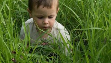Минута отдыха Весна опасна насекомыми Полезности эксклюзив насекомые кишечные инфекции Игорь Михайлов здоровье весна 
