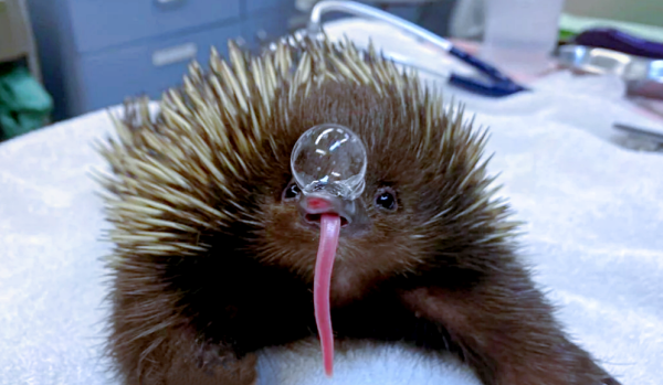 Минута отдыха Для чего ехидна пускает из носа пузыри? Интересное Минута отдыха Для чего ехидна пускает из носа пузыри? Интересное