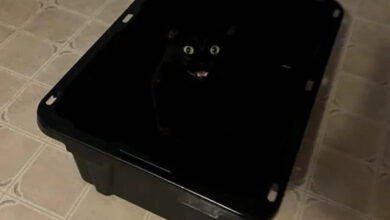 Минута отдыха Забавные способности котиков, которые живут по своим правилам Животные 