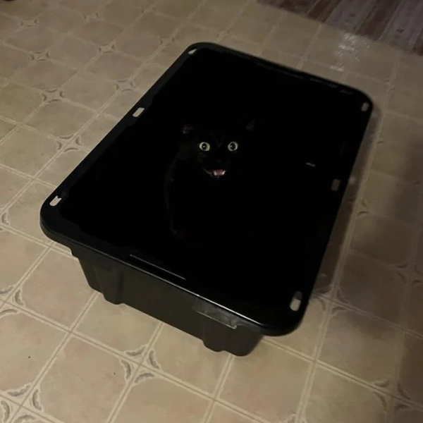 Минута отдыха Забавные способности котиков, которые живут по своим правилам Животные Минута отдыха Забавные способности котиков, которые живут по своим правилам Животные