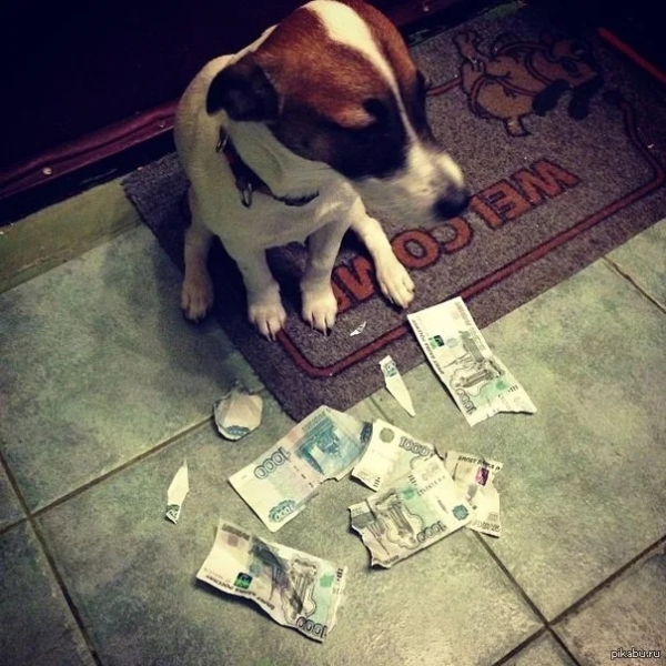 Минута отдыха Уморительные моменты, когда животные неожиданно становятся звездами комедии Животные 