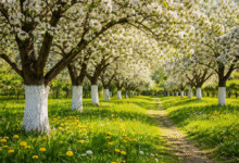 Минута отдыха Белить нельзя оставить Сад огород 