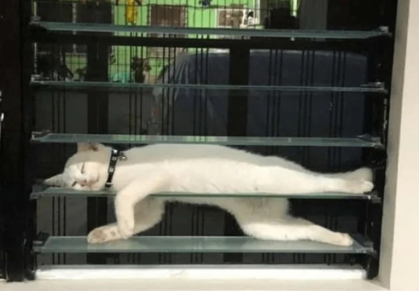 Минута отдыха Необычные и смешные сцены с котиками, которые будто сломали систему Животные 