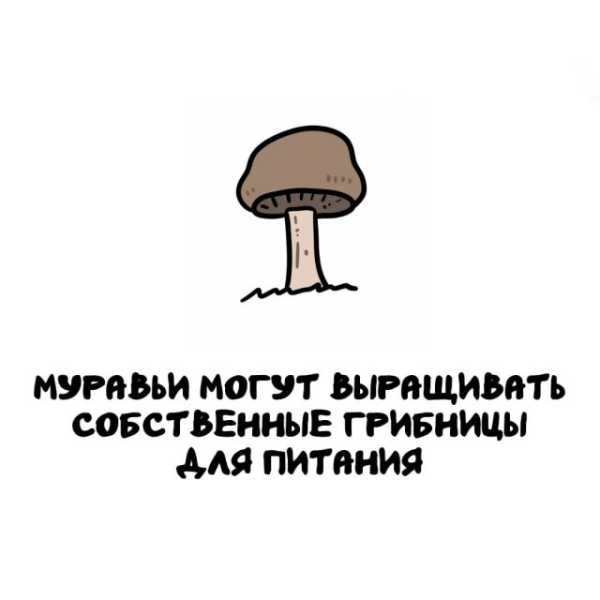 Минута отдыха Интересные короткие факты на все случаи жизни Интересное 