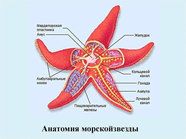 Минута отдыха 10 забавных, но правдивых фактов #3 Интересное 
