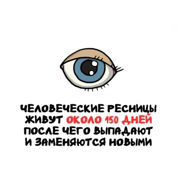 Минута отдыха Интересные короткие факты на все случаи жизни Интересное 