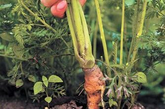 Минута отдыха Почему упрямится морковь и как разбудить грядку Сад огород 