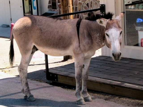 Минута отдыха Дикие ослы Оатмана, которые каждое утро приходят к людям, а на ночь возвращаются в горы Интересное 