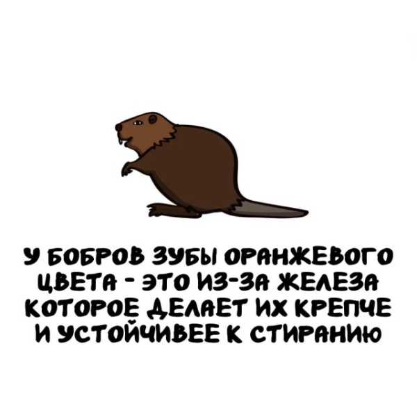 Минута отдыха Интересные короткие факты на все случаи жизни Интересное 
