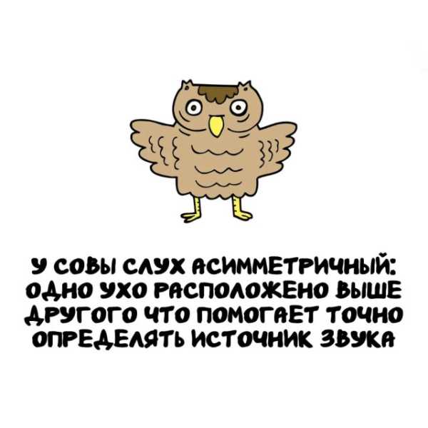 Минута отдыха Интересные короткие факты на все случаи жизни Интересное 