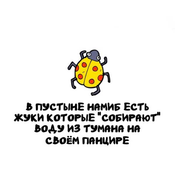 Минута отдыха Интересные короткие факты на все случаи жизни Интересное 