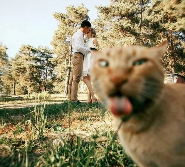 Минута отдыха Котики ворвались на фотосессию и устроили фотобомбу, став главными моделями Животные 