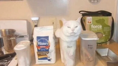 Минута отдыха Классические забавные поступки котов, которые невозможно объяснить логикой Животные 
