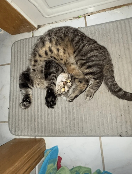 Минута отдыха Снимки обычных кошачьих морд, на которых явно что-то написано Животные 
