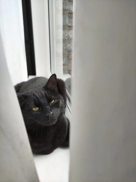 Минута отдыха Снимки обычных кошачьих морд, на которых явно что-то написано Животные 