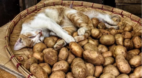 Минута отдыха Милые котейки, которых сон сморил в разных неожиданных местах Животные Минута отдыха Милые котейки, которых сон сморил в разных неожиданных местах Животные