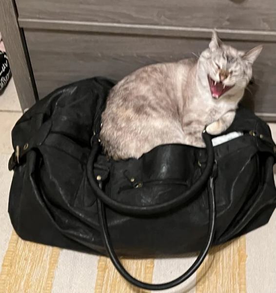 Минута отдыха Снимки обычных кошачьих морд, на которых явно что-то написано Животные 