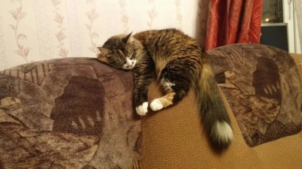 Минута отдыха Милые котейки, которых сон сморил в разных неожиданных местах Животные Минута отдыха Милые котейки, которых сон сморил в разных неожиданных местах Животные