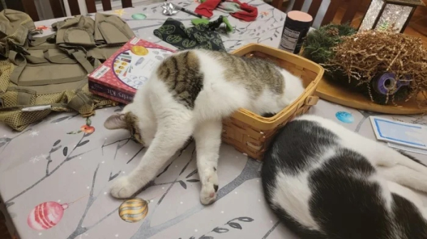 Минута отдыха Снимки обычных кошачьих морд, на которых явно что-то написано Животные 