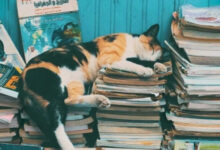 Минута отдыха Милые котейки, которых сон сморил в разных неожиданных местах Животные 