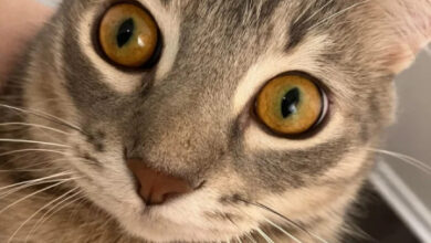 Минута отдыха Снимки обычных кошачьих морд, на которых явно что-то написано Животные 